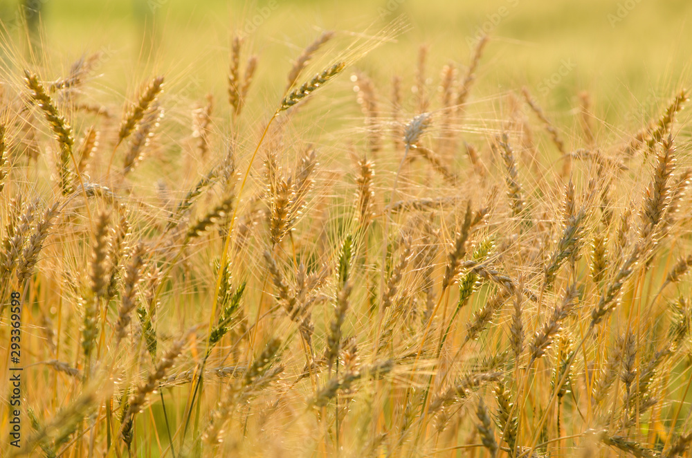 Beautiful barley field wait for harvest Beautiful barley field wait for harvest