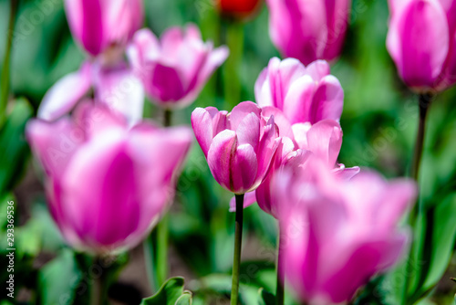 Fototapeta Naklejka Na Ścianę i Meble -  Pink tulips grow on a green natural background 