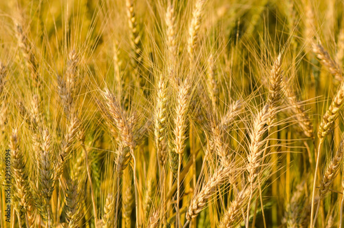 Beautiful barley field wait for harvest © jirapong