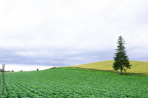 Stand alone Chrismas tree photo