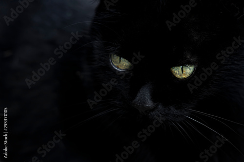 Beautiful black cat with green eyes.