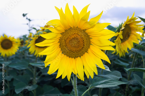 Beautiful sunflower flower on the field