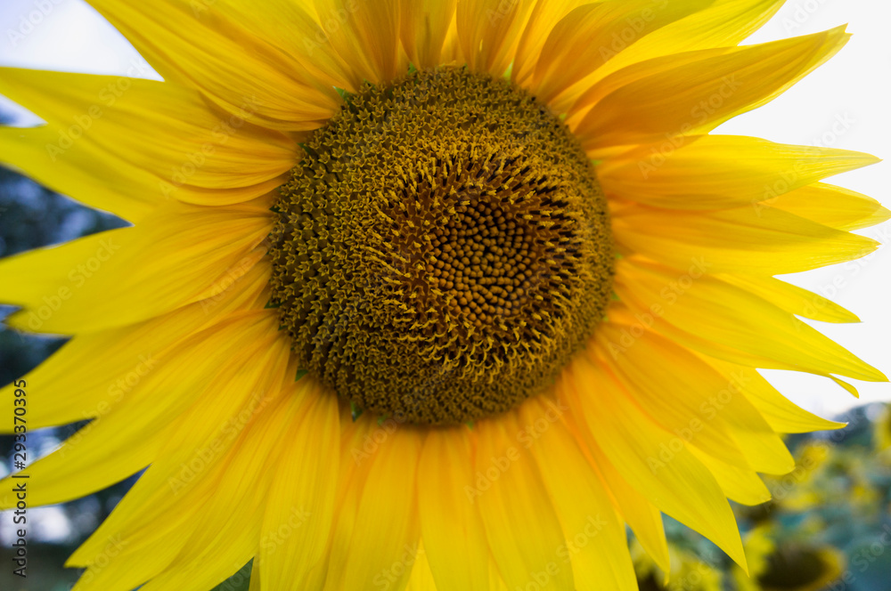 Closeup of a beautiful sunflower flower
