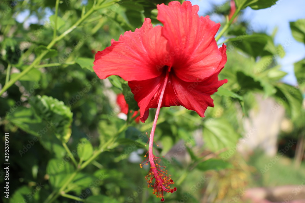 Hibiscus rosa-sinensis also known as Chininese hibiscus,Chinese rose.It is a species of tropical hibiscus a flowering plant.It is bushy ,evergreen shrub with glossy leave Hibiscus rosa-sinensis also known as Chininese hibiscus,Chinese rose.It is a species of tropical hibiscus a flowering plant.It is bushy ,evergreen shrub with glossy leave