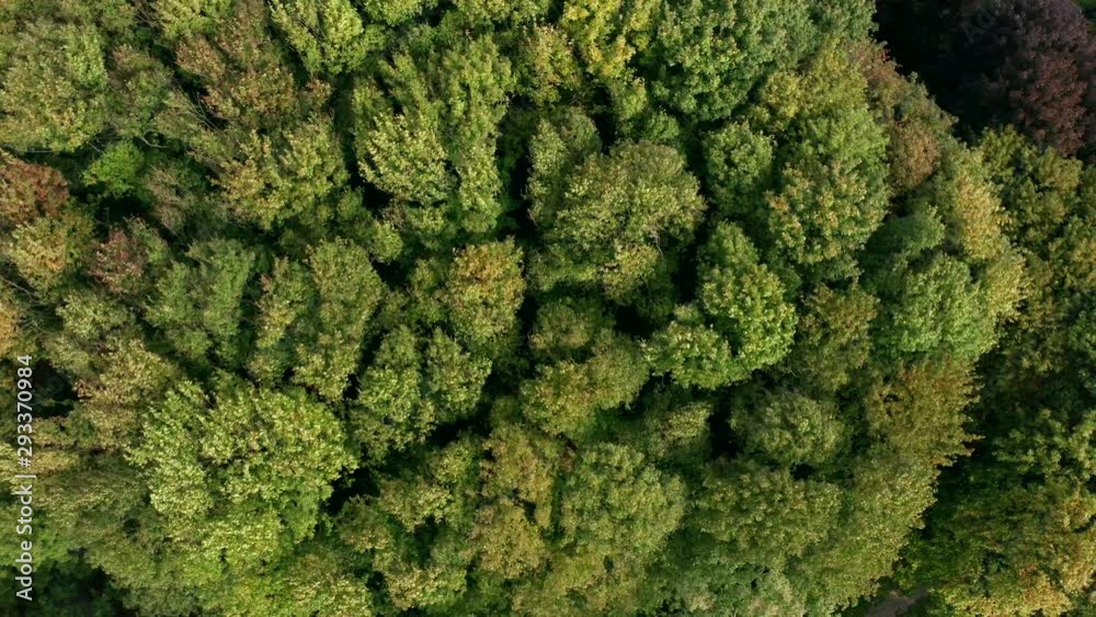 Aerial view of a beautiful background of trees. Deciduous trees sway from gusts of wind. Top view of waving summer green trees in forest. Drone shot of colorful forest treetops, fall season. Aerial view of a beautiful background of trees. Deciduous trees sway from gusts of wind. Top view of waving summer green trees in forest. Drone shot of colorful forest treetops, fall season.