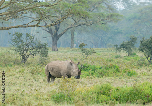 White Rhino Grazing near Lake Nakuru Kenya Africa