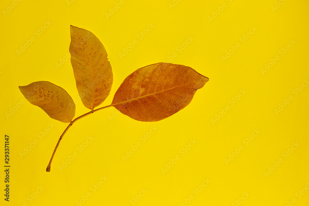 Two yellow leaves over dark background. Abstract nature background. Two yellow leaves over dark background. Abstract nature background.