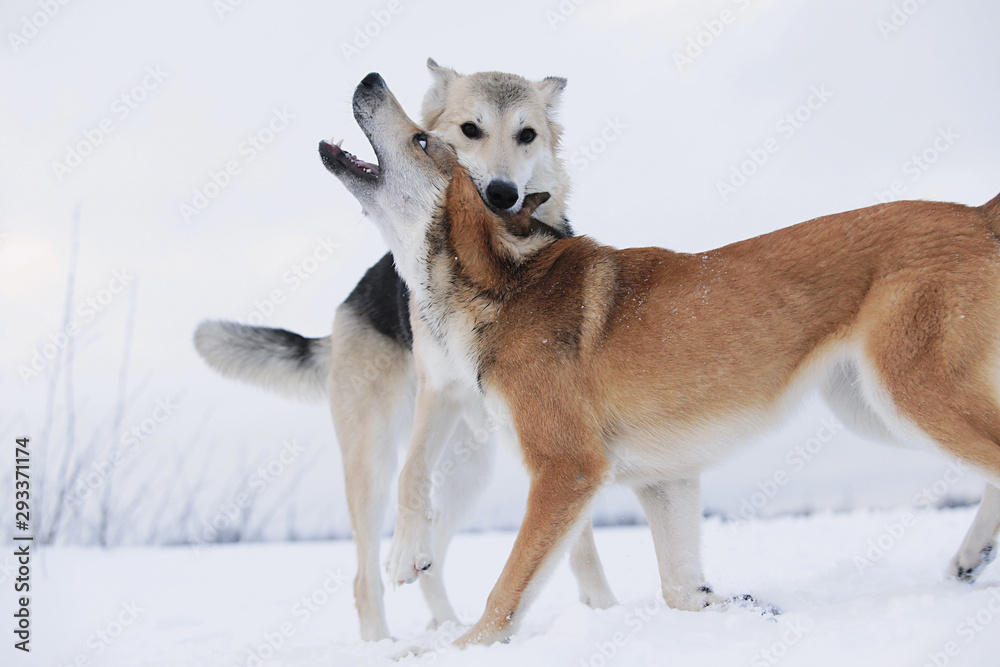 Naklejka premium Two mongrel dogs fighting over a snow backgroung