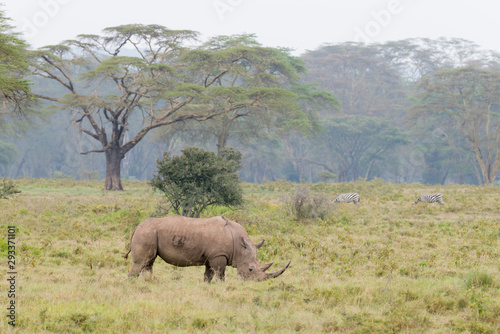 White Rhino Grazing near Lake Nakuru,Kenya,Africa