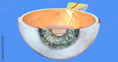 Eye anatomy 25. Pupil, sclera, iris, cornea, retina, choroid, vitreous body, lens, muscle, nerve, conjunctiva, optic disc. Accurate, highly detailed and realistic illustration showing main parts.