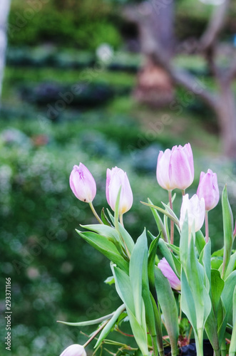 Pink Tulip flowers