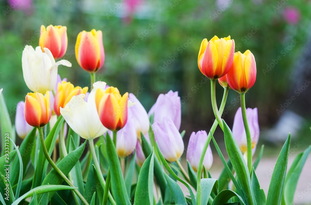 Yellow Tulip flowers Yellow Tulip flowers