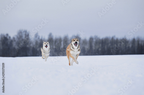 View at two dogs playing and running to each other in a meadow. photo