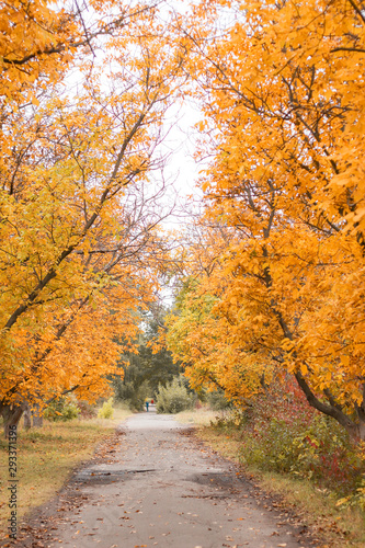 walk in the autumn park with yellow leaves on the trees © AnnyStudio