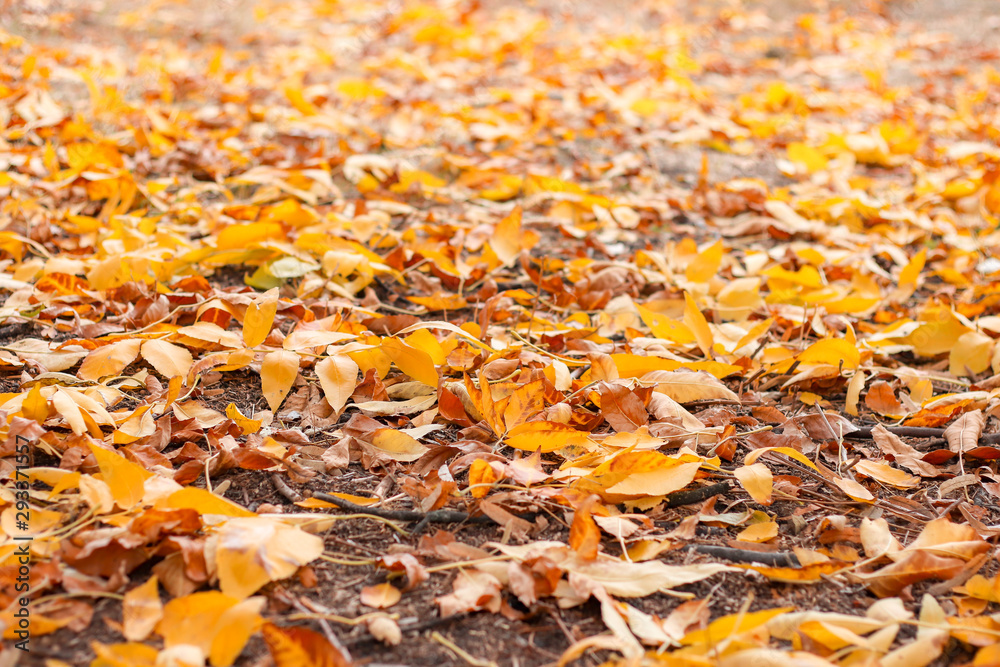 walk in the autumn park with yellow leaves on the trees walk in the autumn park with yellow leaves on the trees