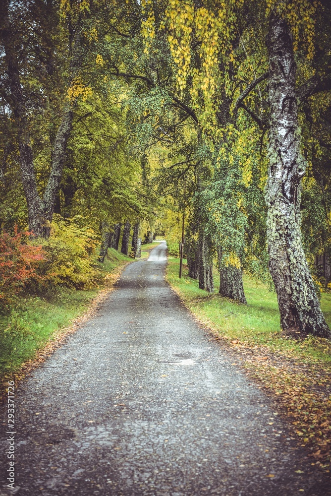 Asphalt road through a birch alley on a cloudy day in autumn