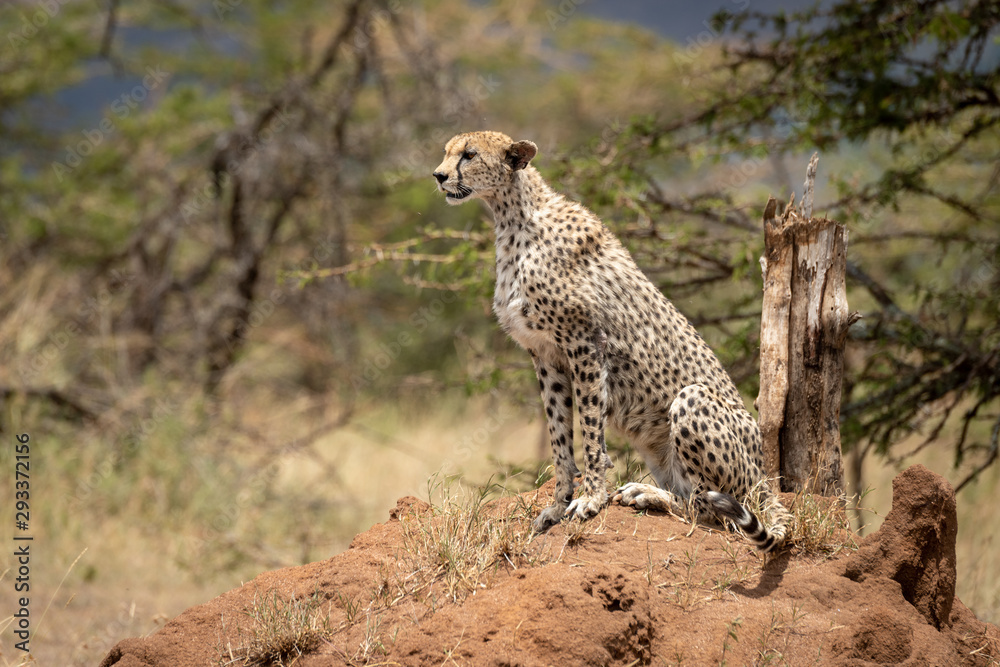 Cheetah sits on termite mound in sun Cheetah sits on termite mound in sun