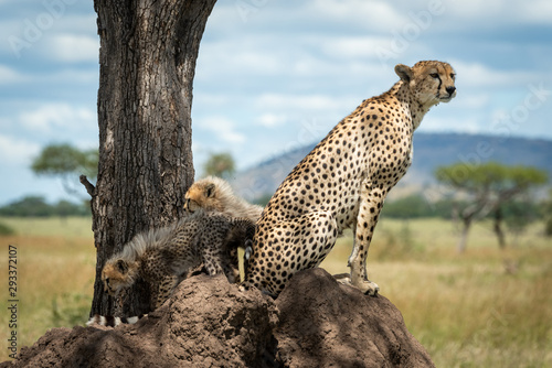 Cheetah sits on termite mound guarding cubs © Nick Dale