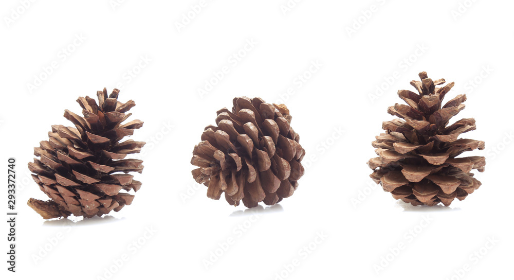 Pine cones isolated on a white background Pine cones isolated on a white background
