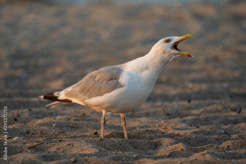 Fototapeta premium Möwe detail kreischt