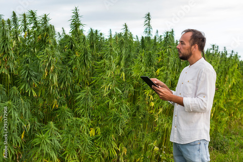 Man observing CBD hemp plants and taking notes in tablet.