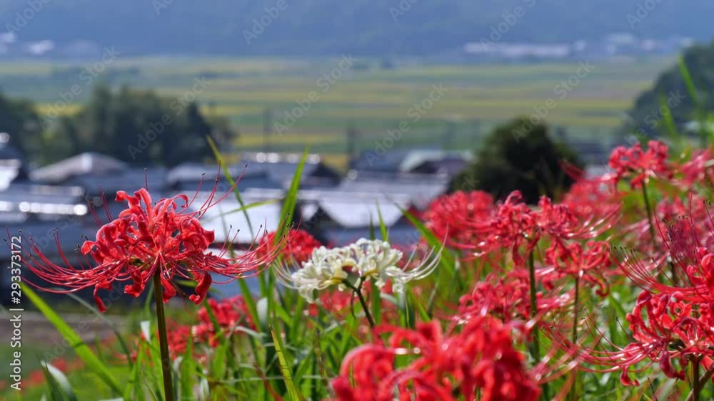 日本の秋 彼岸花の咲く風景 アップ 日本の秋 彼岸花の咲く風景 アップ