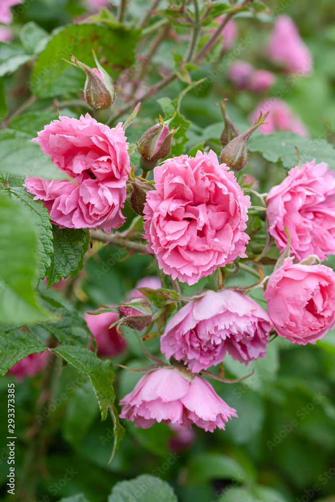 Pink rose