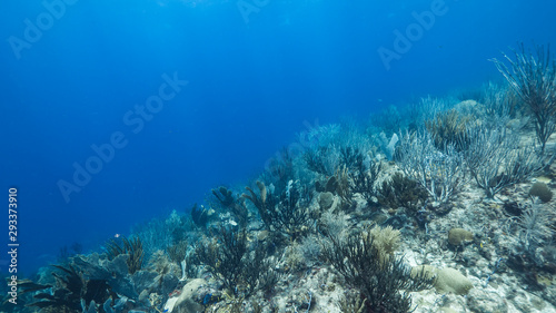 Seascape of coral reef in the Caribbean Sea around Curacao with gorgonian coral