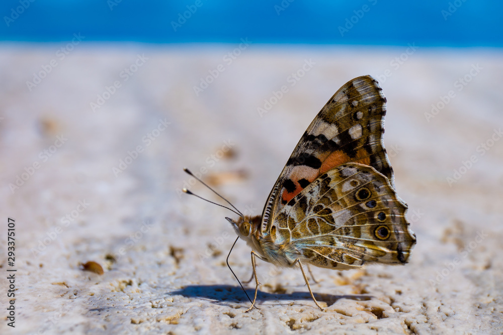 Obraz premium farfalla