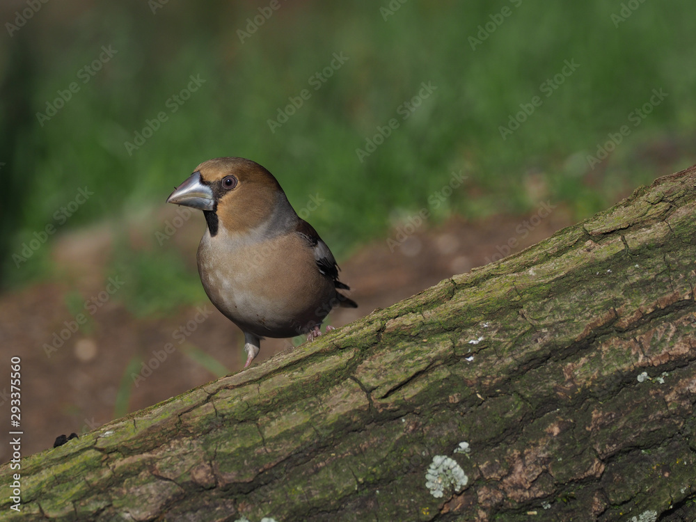 Obraz premium Kernbeißer