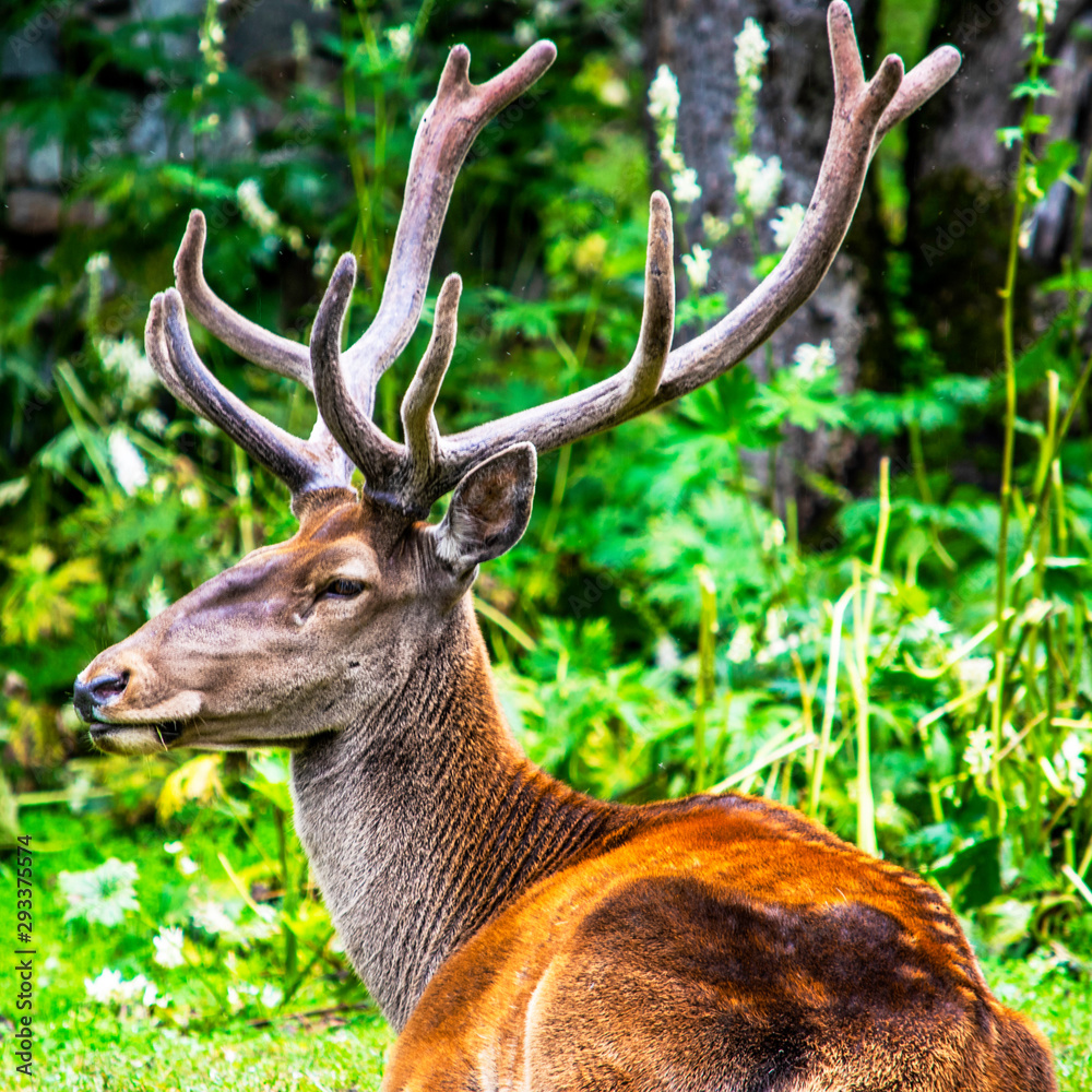 close-up deer lying on green grass in a forest close-up deer lying on green grass in a forest
