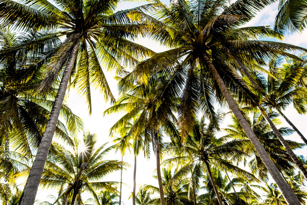 Coconut tree in the bottom view Coconut tree in the bottom view