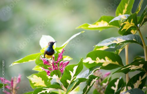 Sunbird seeking food on the flower