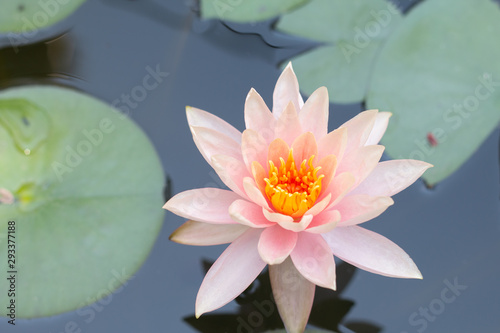 Close up pink lotus water lily flower