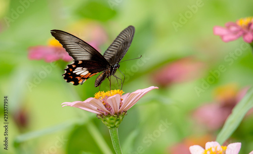 The butterfly tail is picking the flower.