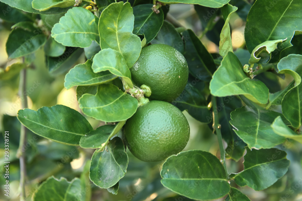 Fresh lime and lime leaves Fresh lime and lime leaves