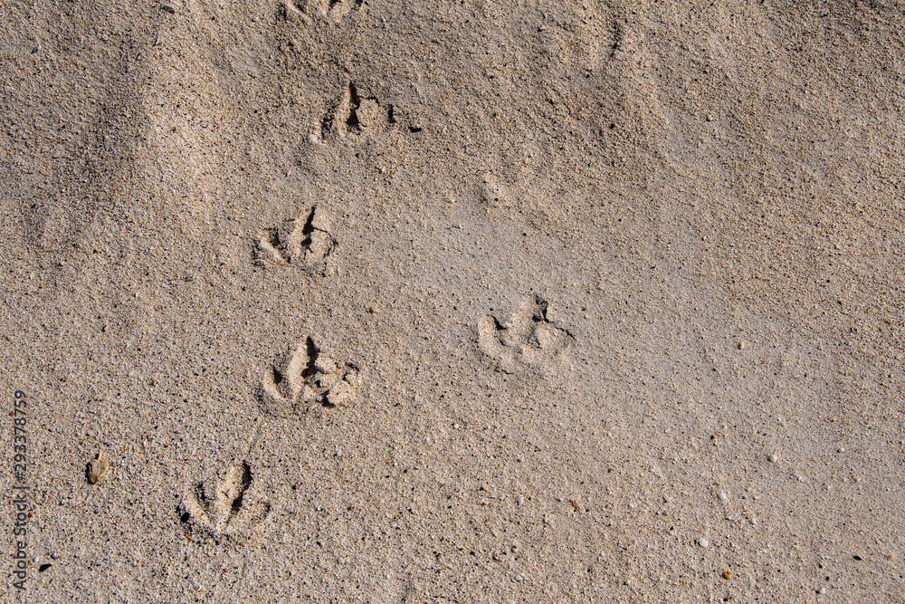 Bird footprints on a beach of Santa Cruz Island in the Galapagos. Bird footprints on a beach of Santa Cruz Island in the Galapagos.