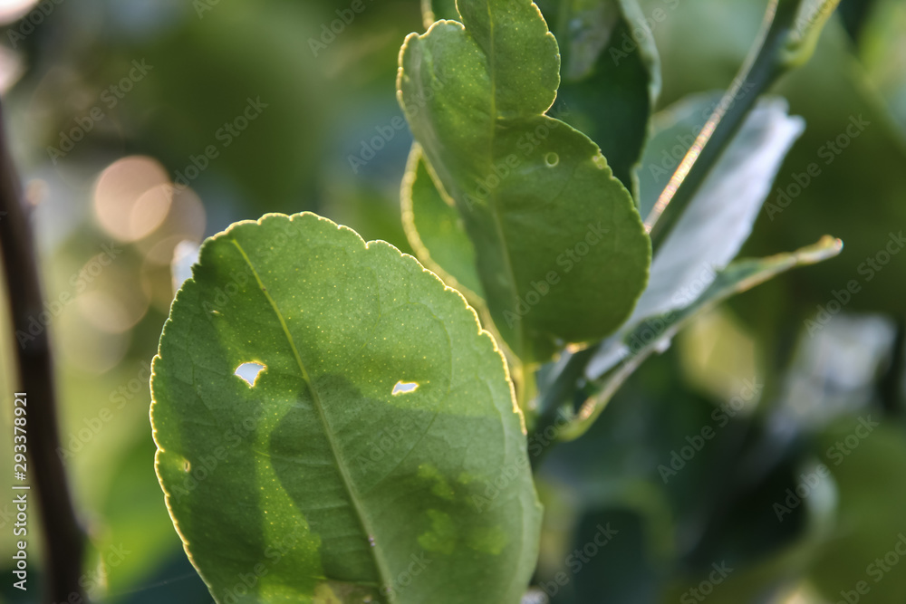 Lemon leaves in the evening light Lemon leaves in the evening light