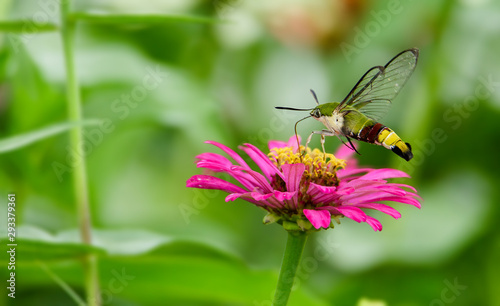 Humming bird Hawk-Moth Butter Fly © TAM