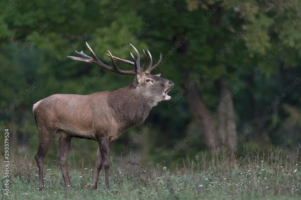 The king of the forest in rutting season (Cervus elaphus)