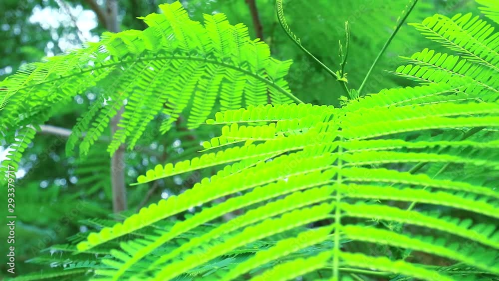 Climbing Wattle, Acacia or Cha-om is vegetable can use young top leaves to ingredient for thai food2 Climbing Wattle, Acacia or Cha-om is vegetable can use young top leaves to ingredient for thai food2