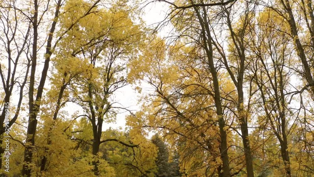 Beautiful autumn park with trees and yellow leaves. Drone shot between trees in the fall period. Beautiful autumn park with trees and yellow leaves. Drone shot between trees in the fall period.
