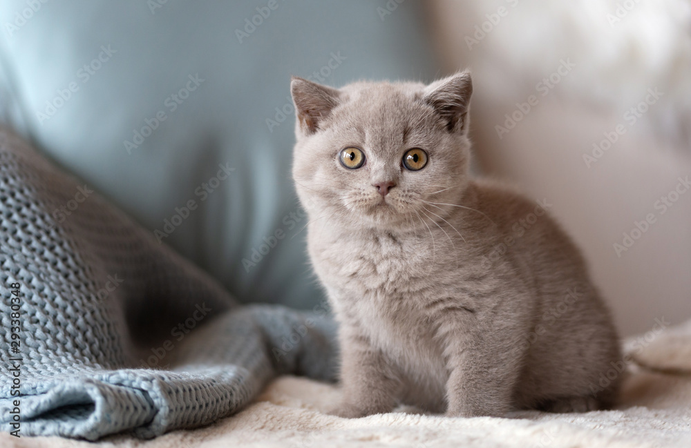 Süßen Britisch Kurzhaar Kitten auf Sofa