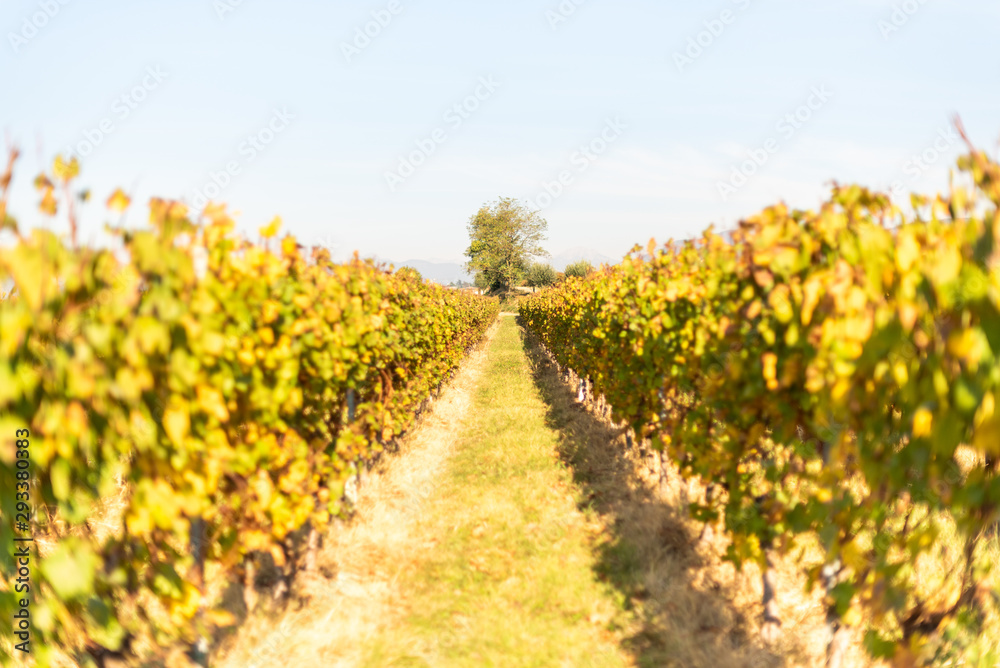Obraz premium vigneto autunno