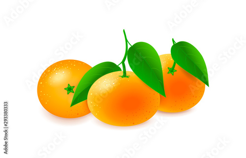 Vector set of fresh ripe mandarines and tangerines with leaves