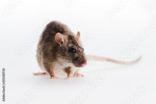 selective focus of small rat isolated on white