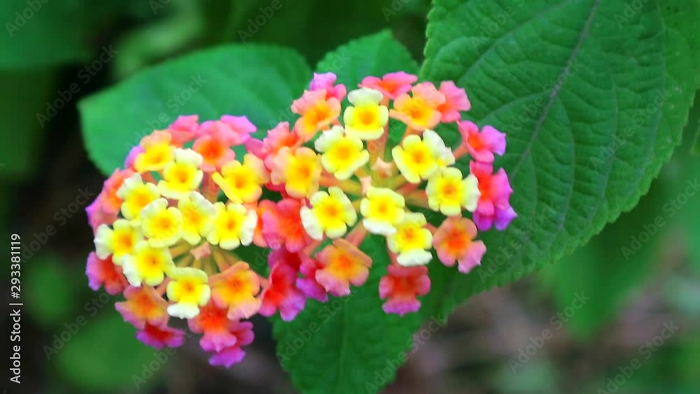 pink yellow lantana camara various color bloom in garden has green leaves