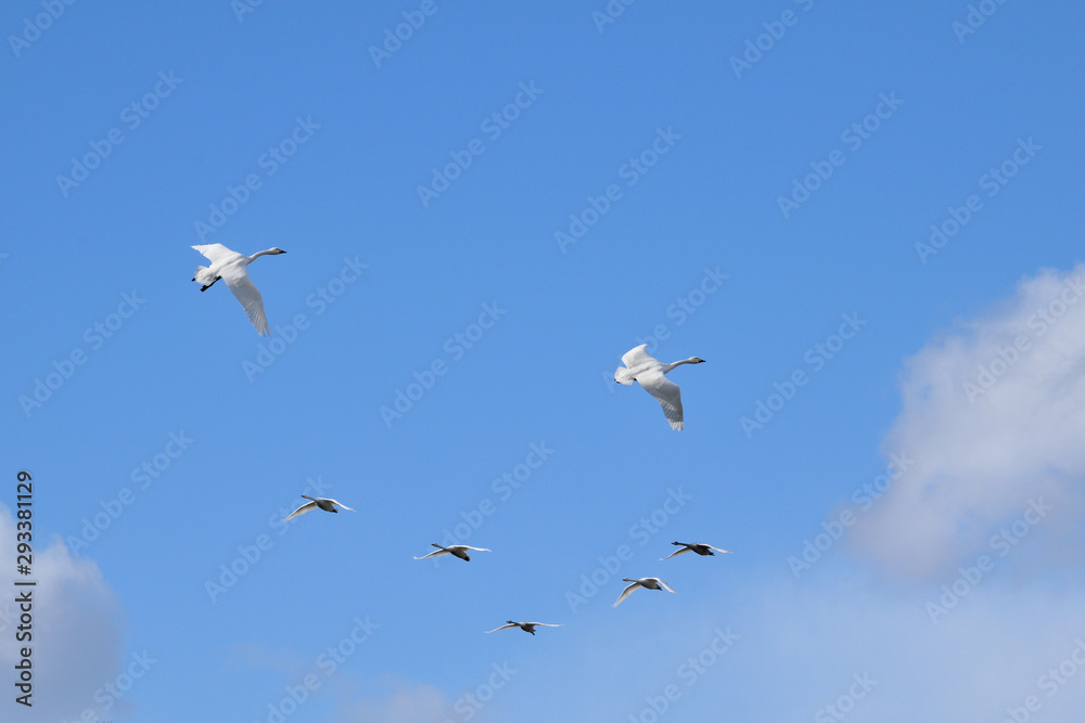 Flying Whooper Swans - Cygnus cygnus.