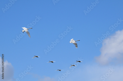 Flying Whooper Swans - Cygnus cygnus. © Ken Kojima