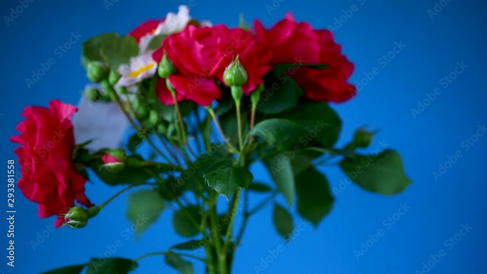 bouquet of beautiful red roses on a blue bouquet of beautiful red roses on a blue